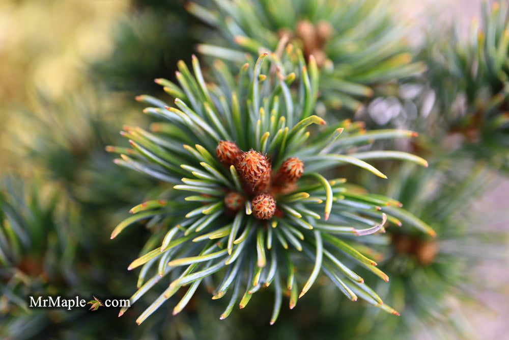 Pinus parviflora 'Fukuzumi' Dwarf Japanese White Pine