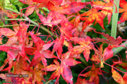 - Acer palmatum 'Golden Falls' Weeping Golden Japanese Maple - Mr Maple │ Buy Japanese Maple Trees