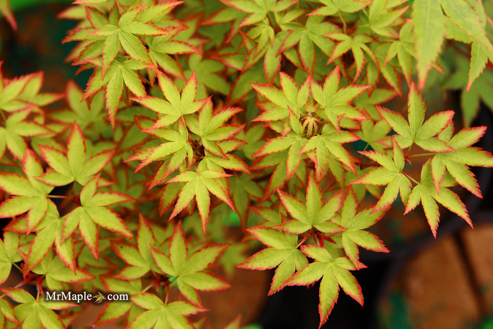 Acer palmatum 'Murasaki kiyohime' Dwarf Japanese Maple