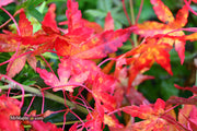 - Acer palmatum 'Golden Falls' Weeping Golden Japanese Maple - Mr Maple │ Buy Japanese Maple Trees