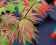 - Acer palmatum 'Ikandi' Japanese Maple - Mr Maple │ Buy Japanese Maple Trees