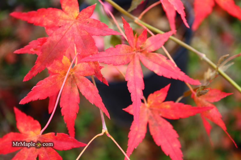 - Acer palmatum 'Golden Falls' Weeping Golden Japanese Maple - Mr Maple │ Buy Japanese Maple Trees