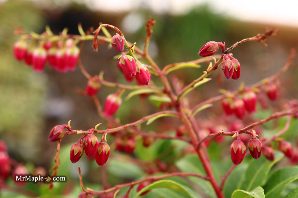Pieris japonica 'Passion' Flowering Japanese andromeda