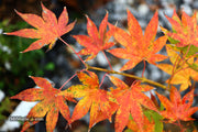 - Acer palmatum 'Rikuzen shidare' Weeping Japanese Maple - Mr Maple │ Buy Japanese Maple Trees