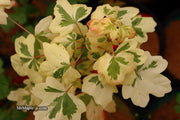 - Acer campestre 'Carnival' White Variegated Maple - Mr Maple │ Buy Japanese Maple Trees