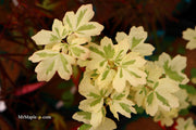 - Acer campestre 'Carnival' White Variegated Maple - Mr Maple │ Buy Japanese Maple Trees