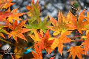 - Acer palmatum 'Rikuzen shidare' Weeping Japanese Maple - Mr Maple │ Buy Japanese Maple Trees