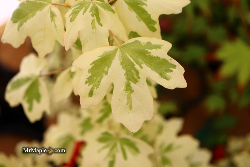- Acer campestre 'Carnival' White Variegated Maple - Mr Maple │ Buy Japanese Maple Trees