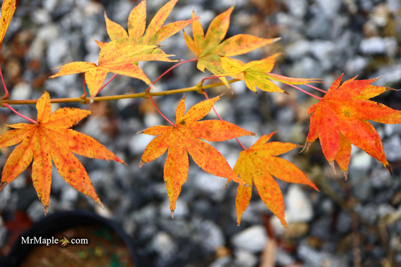 - Acer palmatum 'Rikuzen shidare' Weeping Japanese Maple - Mr Maple │ Buy Japanese Maple Trees