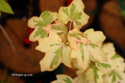 - Acer campestre 'Carnival' White Variegated Maple - Mr Maple │ Buy Japanese Maple Trees