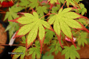 - Acer palmatum 'Phantom Flame' Japanese Maple - Mr Maple │ Buy Japanese Maple Trees