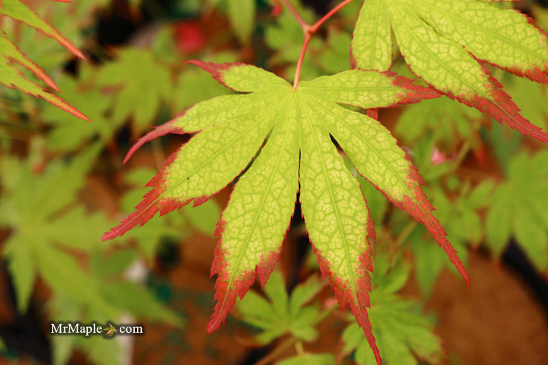 - Acer palmatum 'Phantom Flame' Japanese Maple - Mr Maple │ Buy Japanese Maple Trees