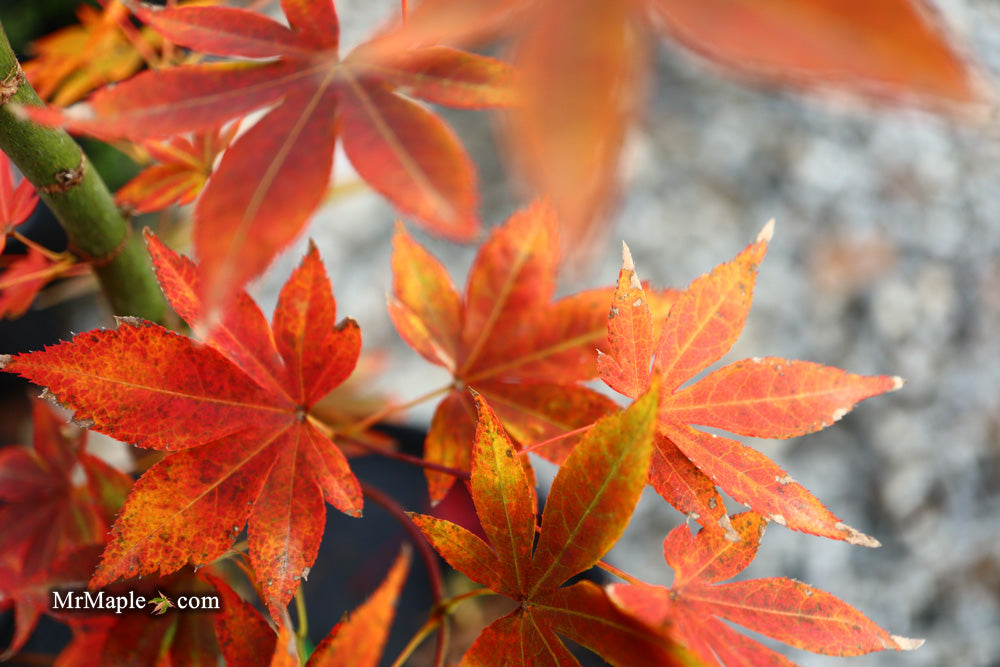 Acer palmatum 'John Teuvon' Japanese Maple