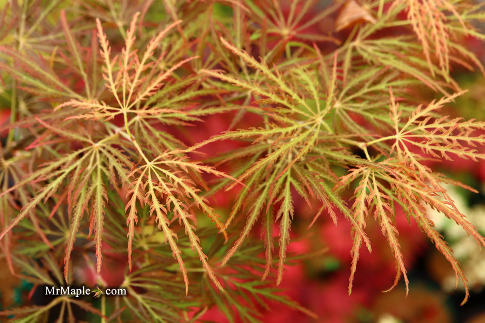 Acer palmatum 'Dr. Brown' Japanese Maple