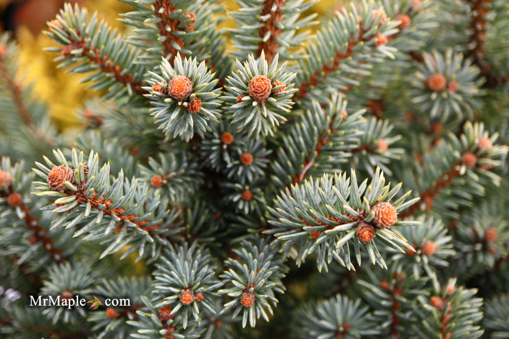 Picea pungens ‘Corbett' Dwarf Colorado Spruce