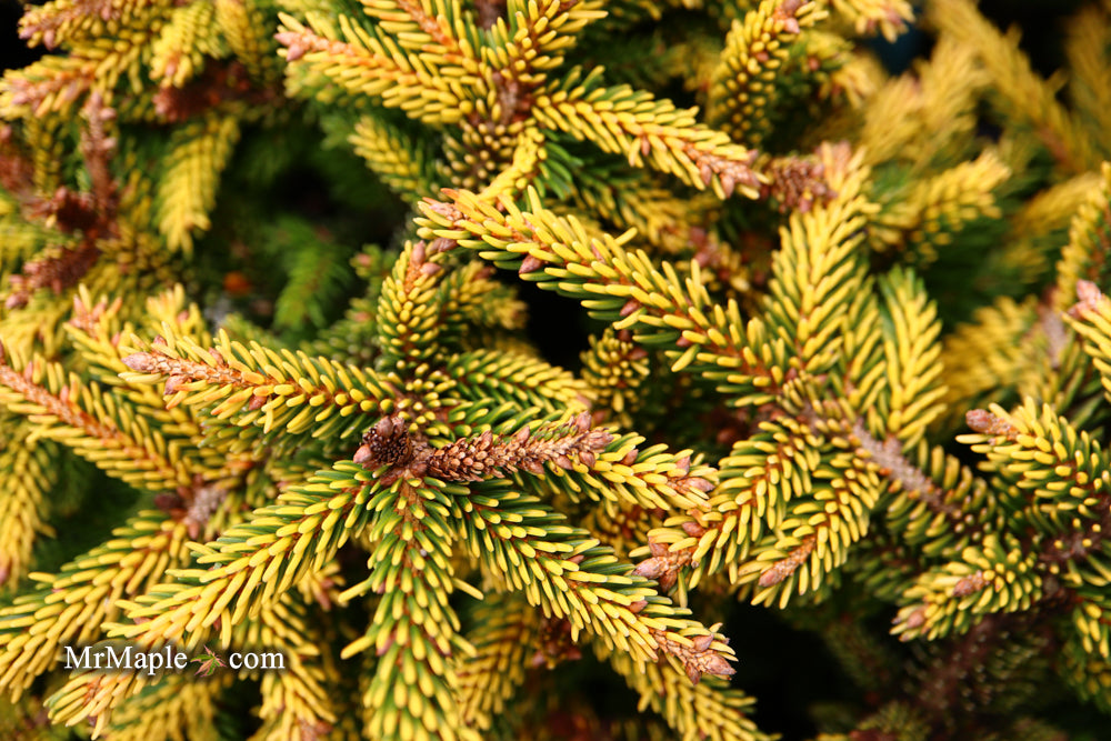 Picea orientalis 'Tom Thumb' Golden Oriental Spruce