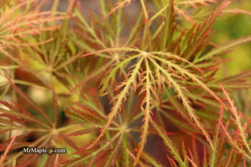 Acer palmatum 'Dr. Brown' Japanese Maple