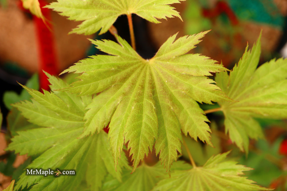 Acer shirasawanum ‘Bashful' Dwarf Full Moon Japanese Maple