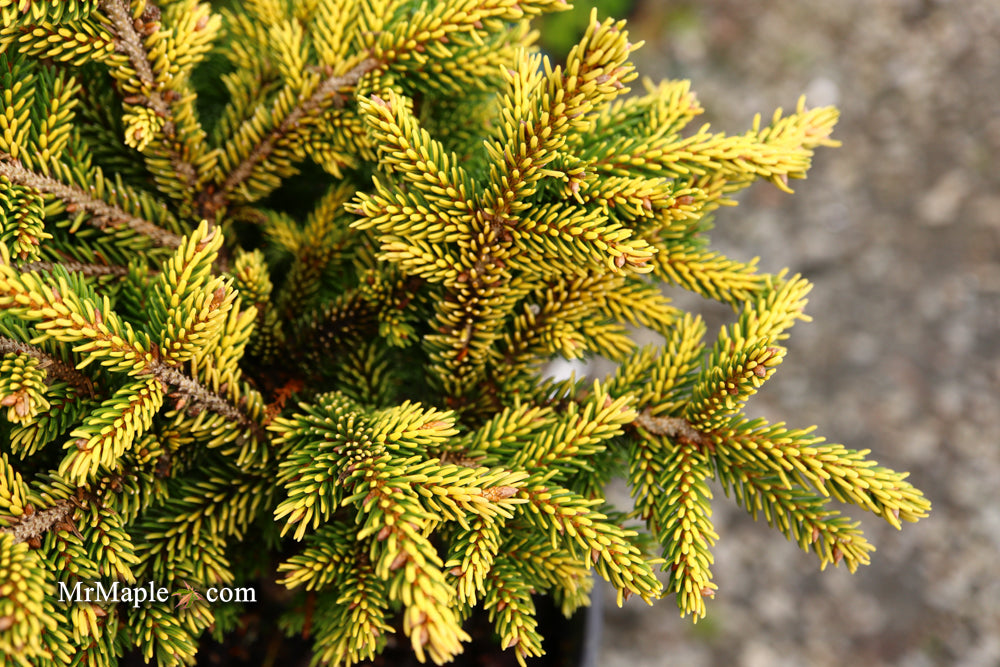 Picea orientalis 'Tom Thumb' Golden Oriental Spruce