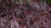 - Acer palmatum 'Red Filigree Lace' Dwarf Japanese Maple - Mr Maple │ Buy Japanese Maple Trees