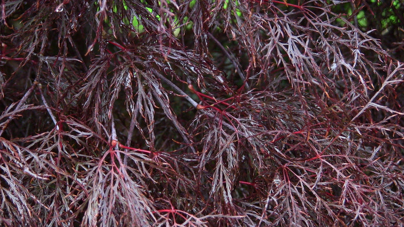 - Acer palmatum 'Red Filigree Lace' Dwarf Japanese Maple - Mr Maple │ Buy Japanese Maple Trees