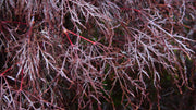 - Acer palmatum 'Red Filigree Lace' Dwarf Japanese Maple - Mr Maple │ Buy Japanese Maple Trees