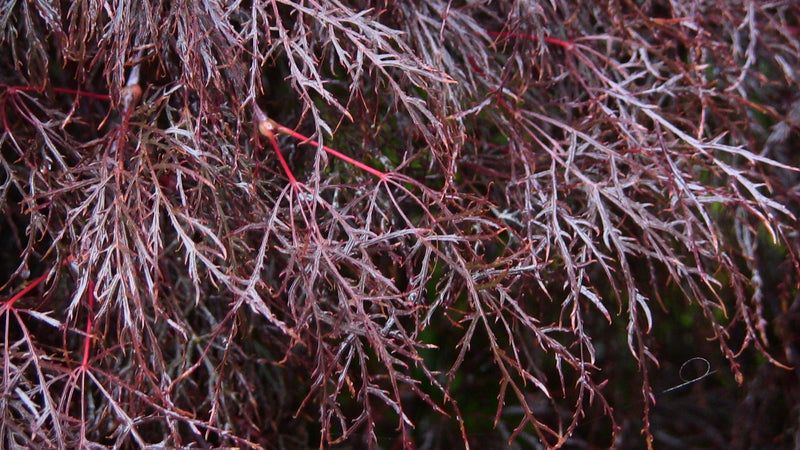 - Acer palmatum 'Red Filigree Lace' Dwarf Japanese Maple - Mr Maple │ Buy Japanese Maple Trees