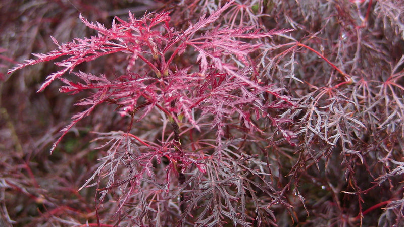 - Acer palmatum 'Red Filigree Lace' Dwarf Japanese Maple - Mr Maple │ Buy Japanese Maple Trees