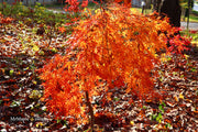 - Acer palmatum 'Fountain of Youth' Japanese Maple - Mr Maple │ Buy Japanese Maple Trees