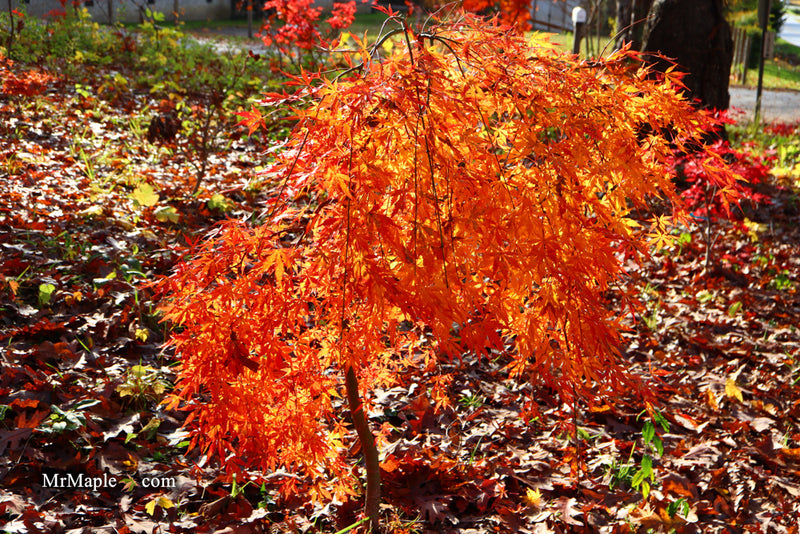 - Acer palmatum 'Fountain of Youth' Japanese Maple - Mr Maple │ Buy Japanese Maple Trees