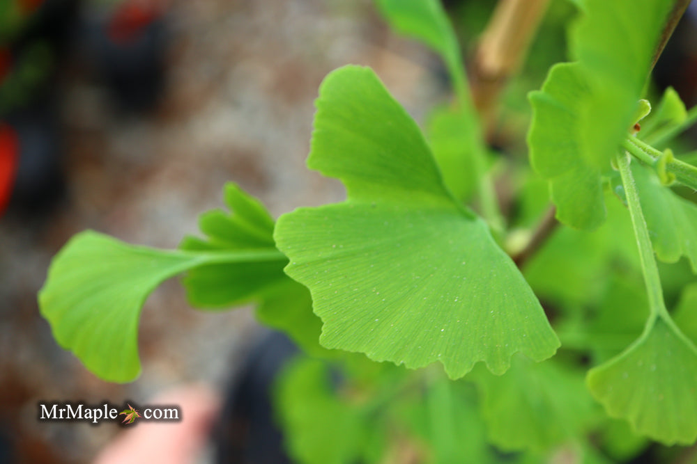 Ginkgo biloba 'Gokusho-ba' Small Leaf Ginkgo Tree