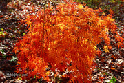 - Acer palmatum 'Fountain of Youth' Japanese Maple - Mr Maple │ Buy Japanese Maple Trees