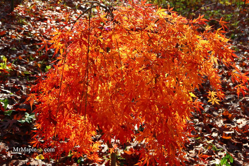 - Acer palmatum 'Fountain of Youth' Japanese Maple - Mr Maple │ Buy Japanese Maple Trees