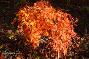 - Acer palmatum 'Fountain of Youth' Japanese Maple - Mr Maple │ Buy Japanese Maple Trees