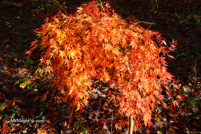 - Acer palmatum 'Fountain of Youth' Japanese Maple - Mr Maple │ Buy Japanese Maple Trees