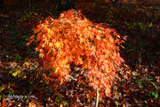 - Acer palmatum 'Fountain of Youth' Japanese Maple - Mr Maple │ Buy Japanese Maple Trees