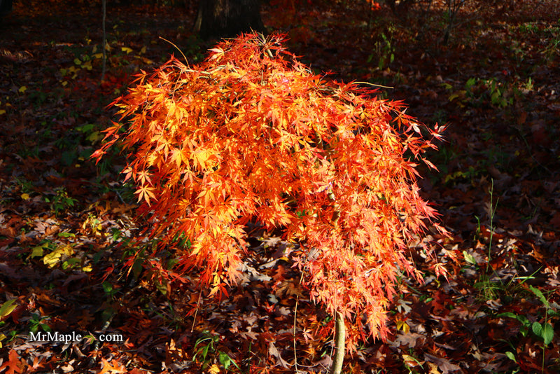 - Acer palmatum 'Fountain of Youth' Japanese Maple - Mr Maple │ Buy Japanese Maple Trees