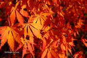 - Acer palmatum 'Fountain of Youth' Japanese Maple - Mr Maple │ Buy Japanese Maple Trees