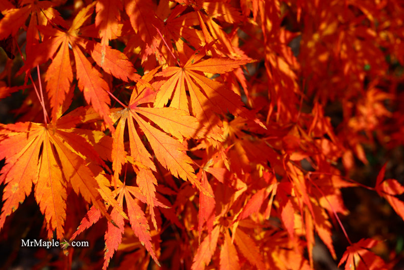 - Acer palmatum 'Fountain of Youth' Japanese Maple - Mr Maple │ Buy Japanese Maple Trees