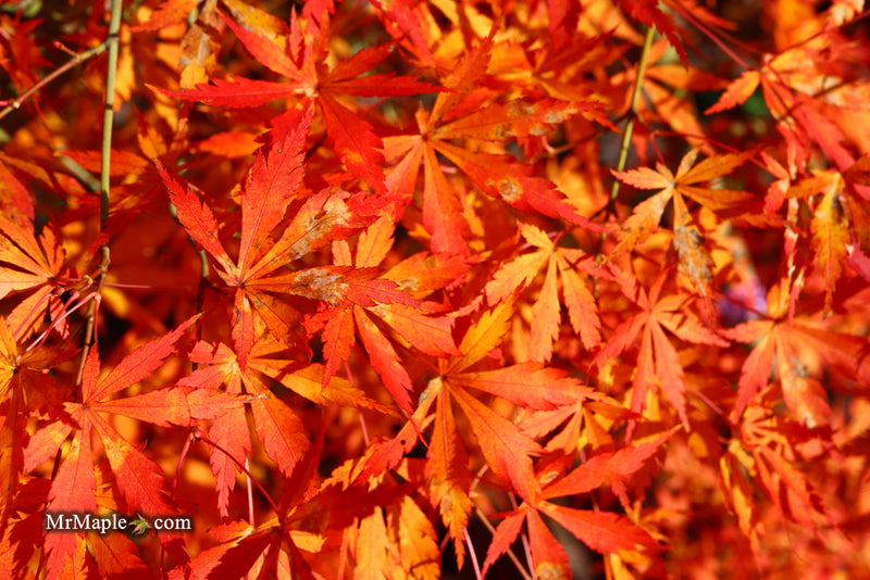 - Acer palmatum 'Fountain of Youth' Japanese Maple - Mr Maple │ Buy Japanese Maple Trees