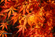 - Acer palmatum 'Fountain of Youth' Japanese Maple - Mr Maple │ Buy Japanese Maple Trees