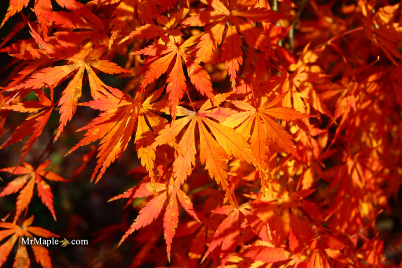 - Acer palmatum 'Fountain of Youth' Japanese Maple - Mr Maple │ Buy Japanese Maple Trees