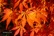 - Acer palmatum 'Fountain of Youth' Japanese Maple - Mr Maple │ Buy Japanese Maple Trees
