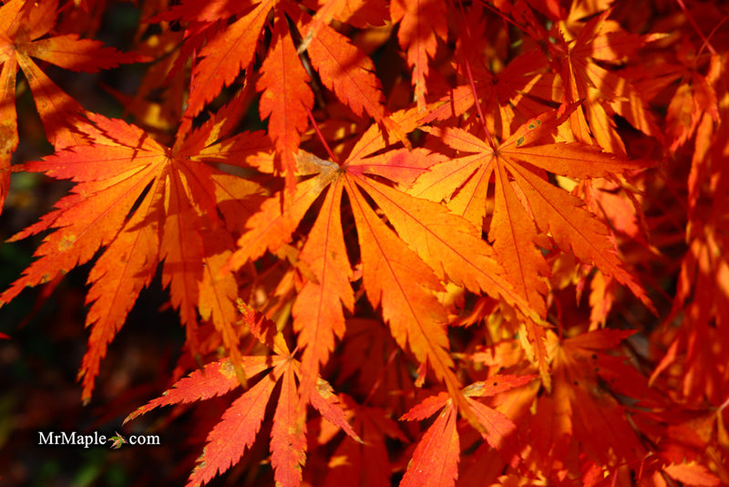 - Acer palmatum 'Fountain of Youth' Japanese Maple - Mr Maple │ Buy Japanese Maple Trees