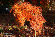 - Acer palmatum 'Fountain of Youth' Japanese Maple - Mr Maple │ Buy Japanese Maple Trees