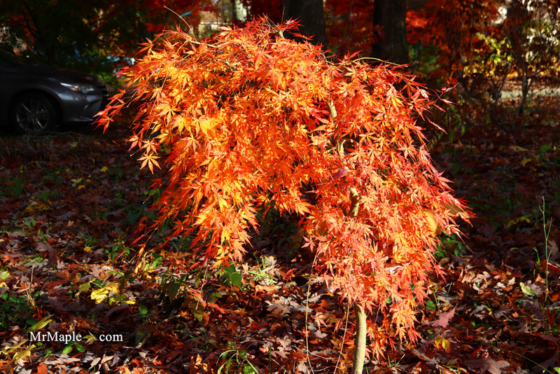 - Acer palmatum 'Fountain of Youth' Japanese Maple - Mr Maple │ Buy Japanese Maple Trees