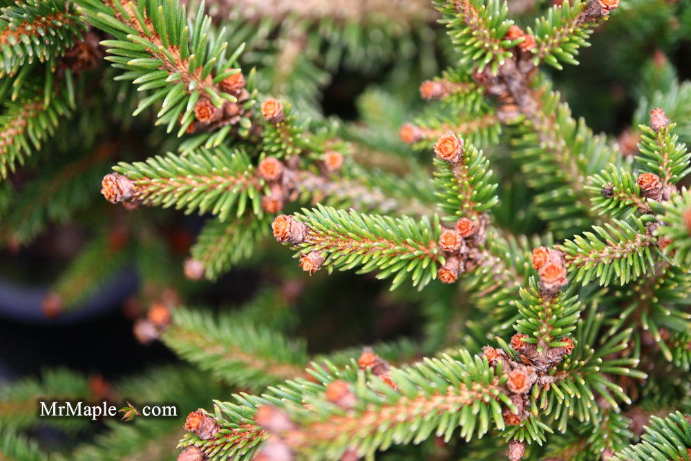 Picea abies 'Kluis' Rare Dwarf Norway Spruce
