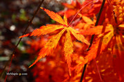 - Acer palmatum 'Fountain of Youth' Japanese Maple - Mr Maple │ Buy Japanese Maple Trees