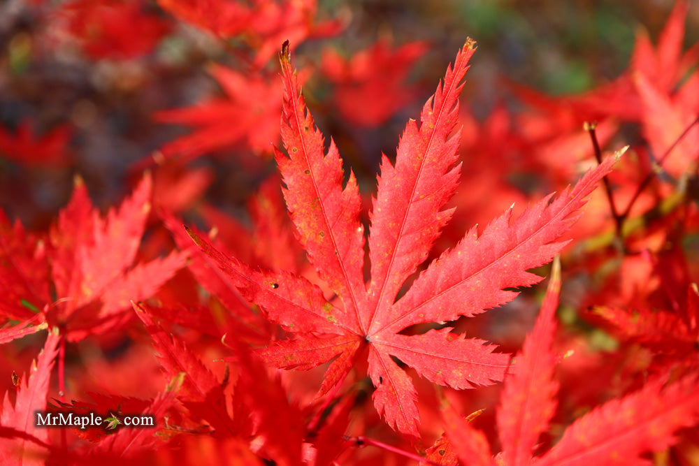 Acer palmatum 'Blonde Beauty' Japanese Maple