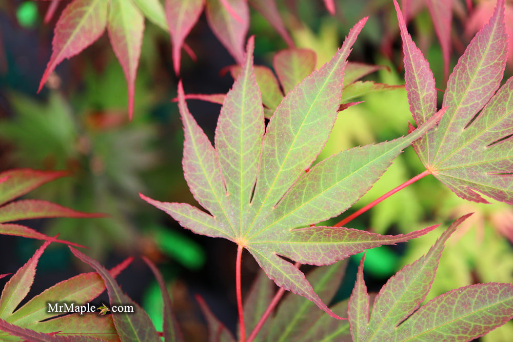 Acer shirasawanum x palmatum 'Red Dawn' Japanese Maple